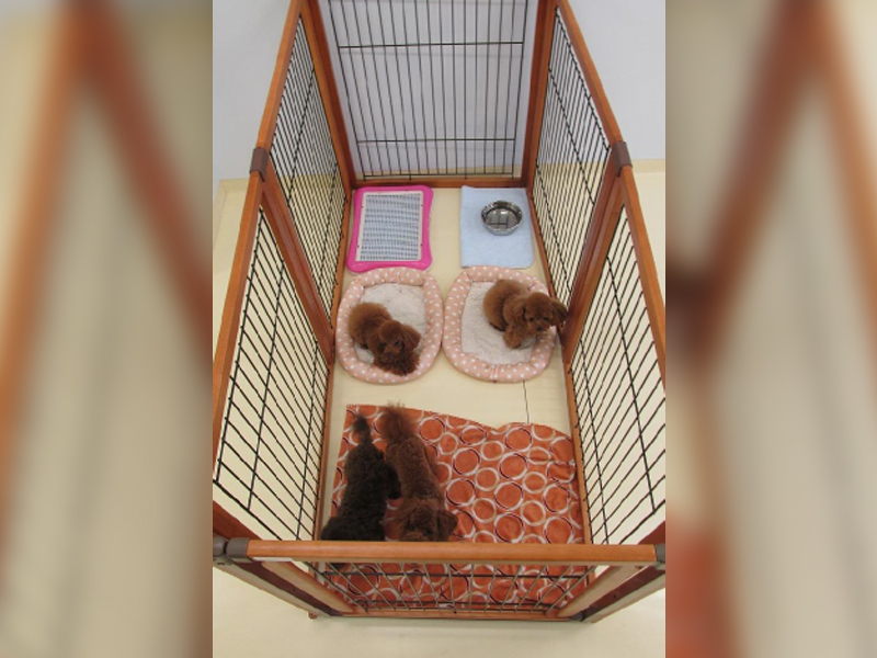お泊りのお部屋